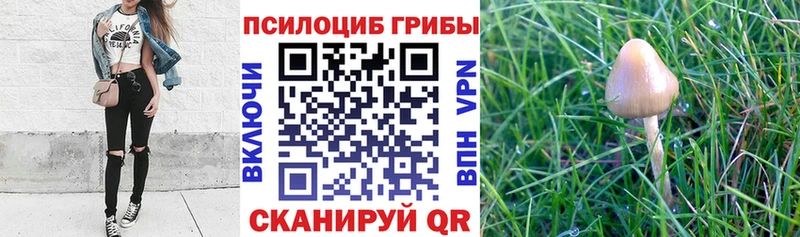 купить Октябрьский Псилоцибиновые грибы Psilocybine cubensis